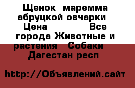 Щенок  маремма абруцкой овчарки › Цена ­ 50 000 - Все города Животные и растения » Собаки   . Дагестан респ.